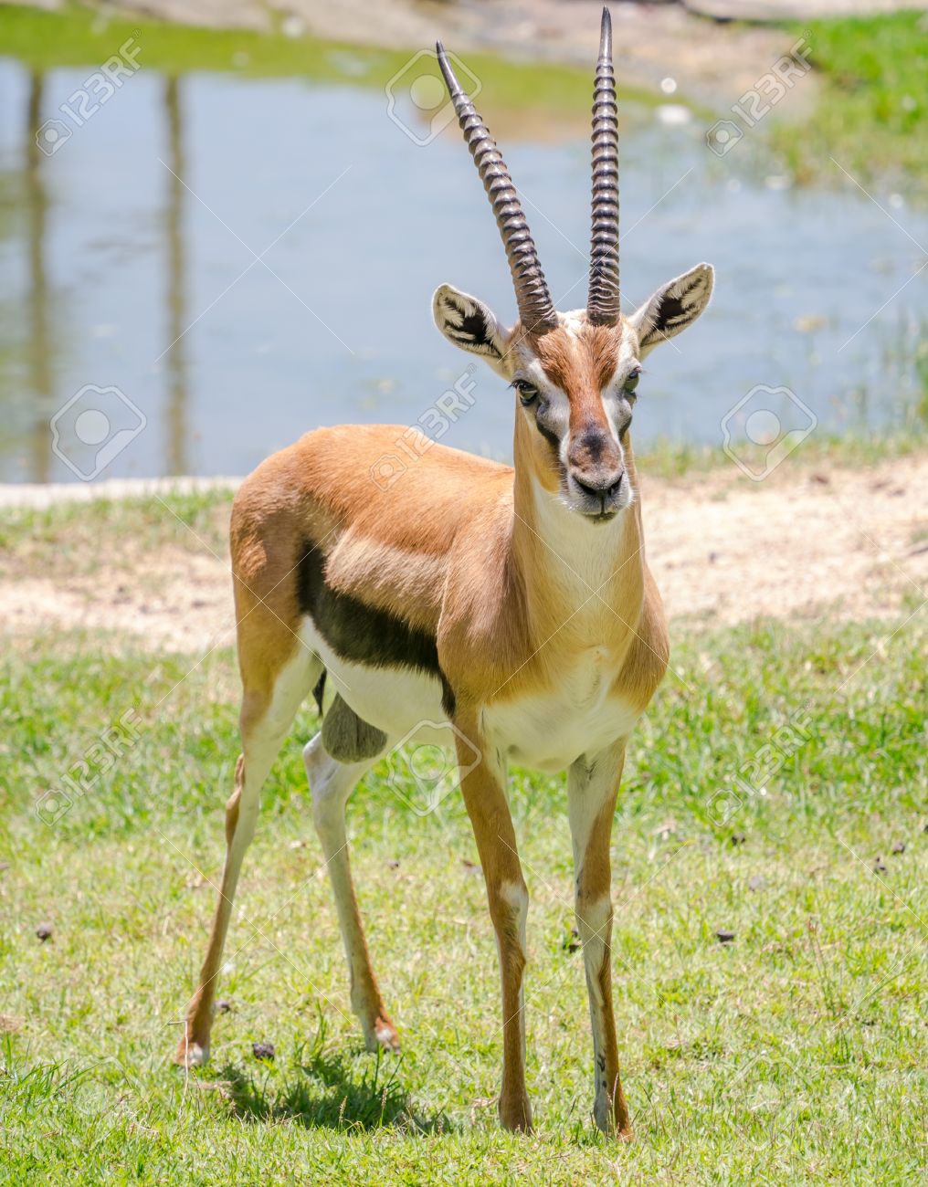 Male Thomson Gazelle With Beautiful Horns In Natural Scene Stock Photo Picture And Royalty Free Image Image