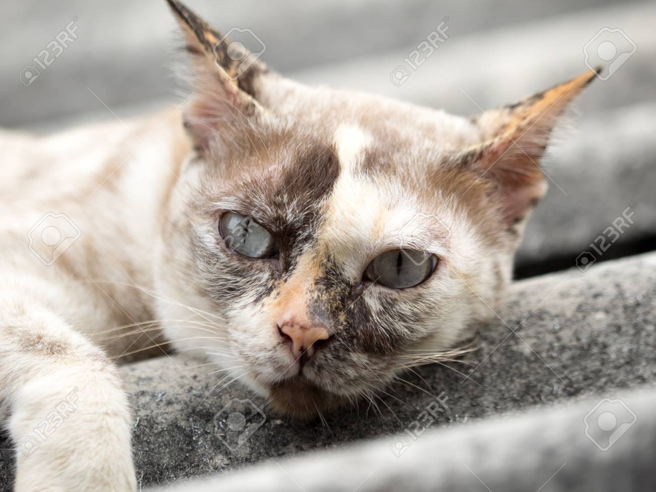 etiam-dictum-ipsum-a-felis