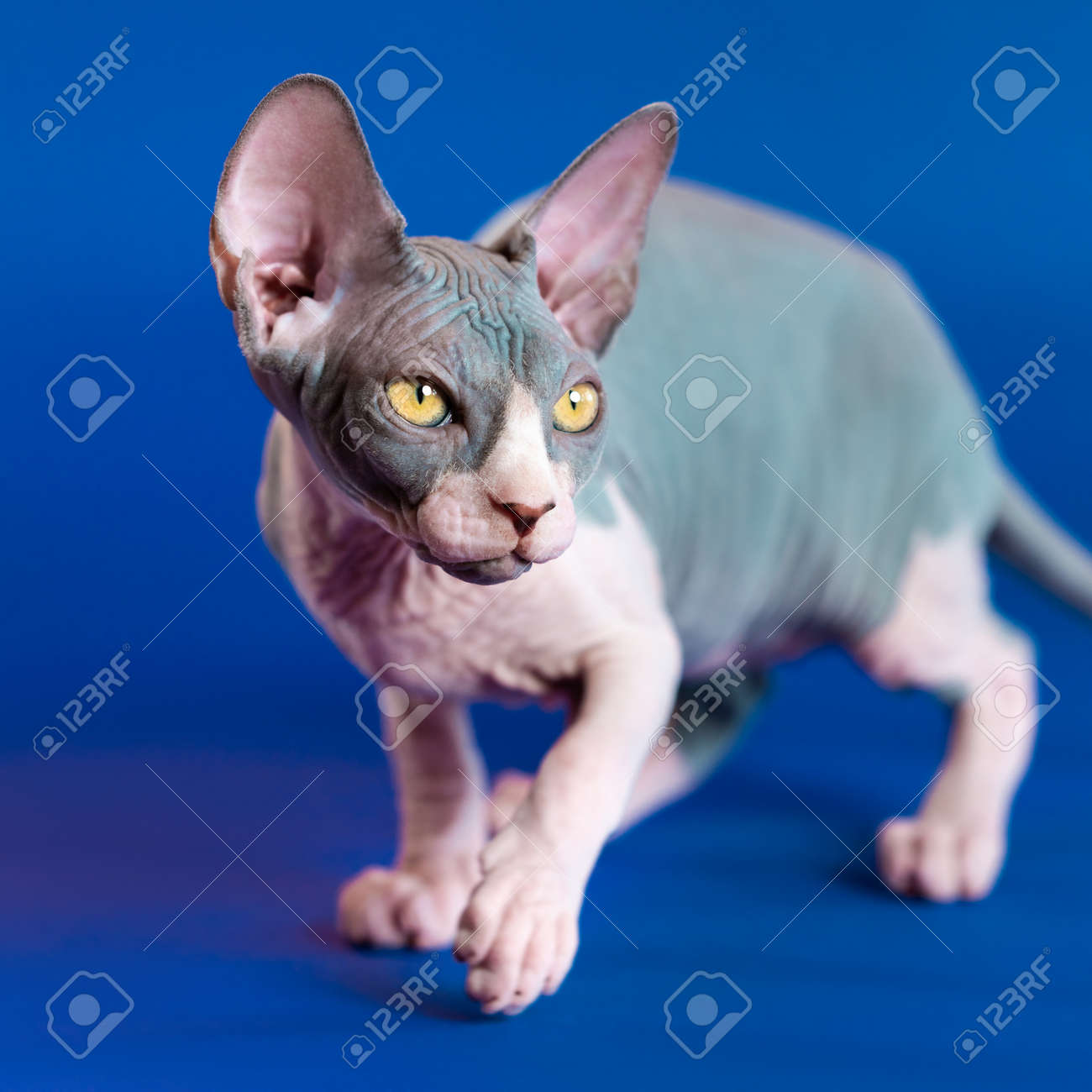 体を動かすための骨格を持つ猫（スフィンクス）SPHYNX 毛のない