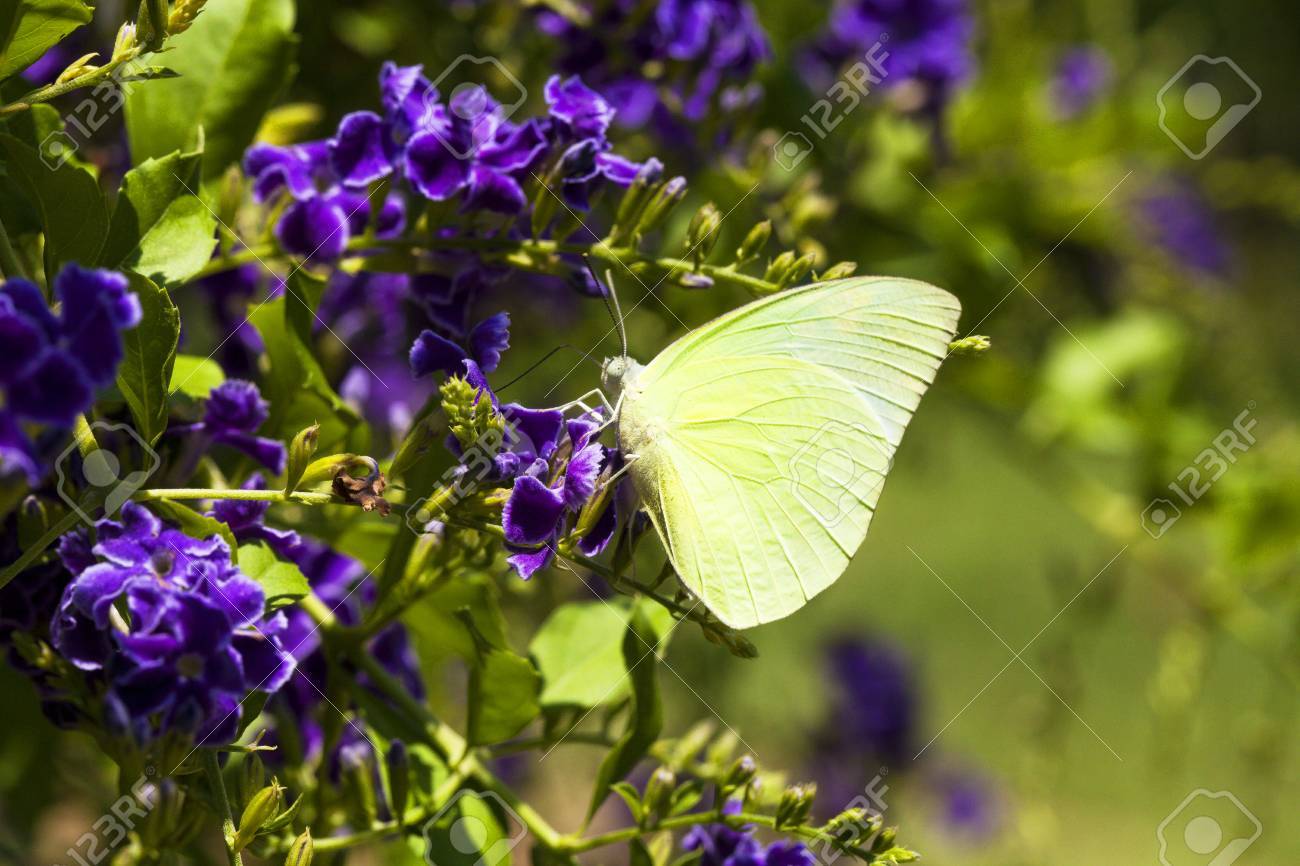 黄色の蝶は 咎を蜜の紫の花のひとつです の写真素材 画像素材 Image