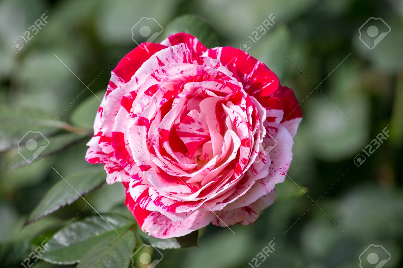 Une Fleur De Rose Dans Le Jardin Le Jour De Lété