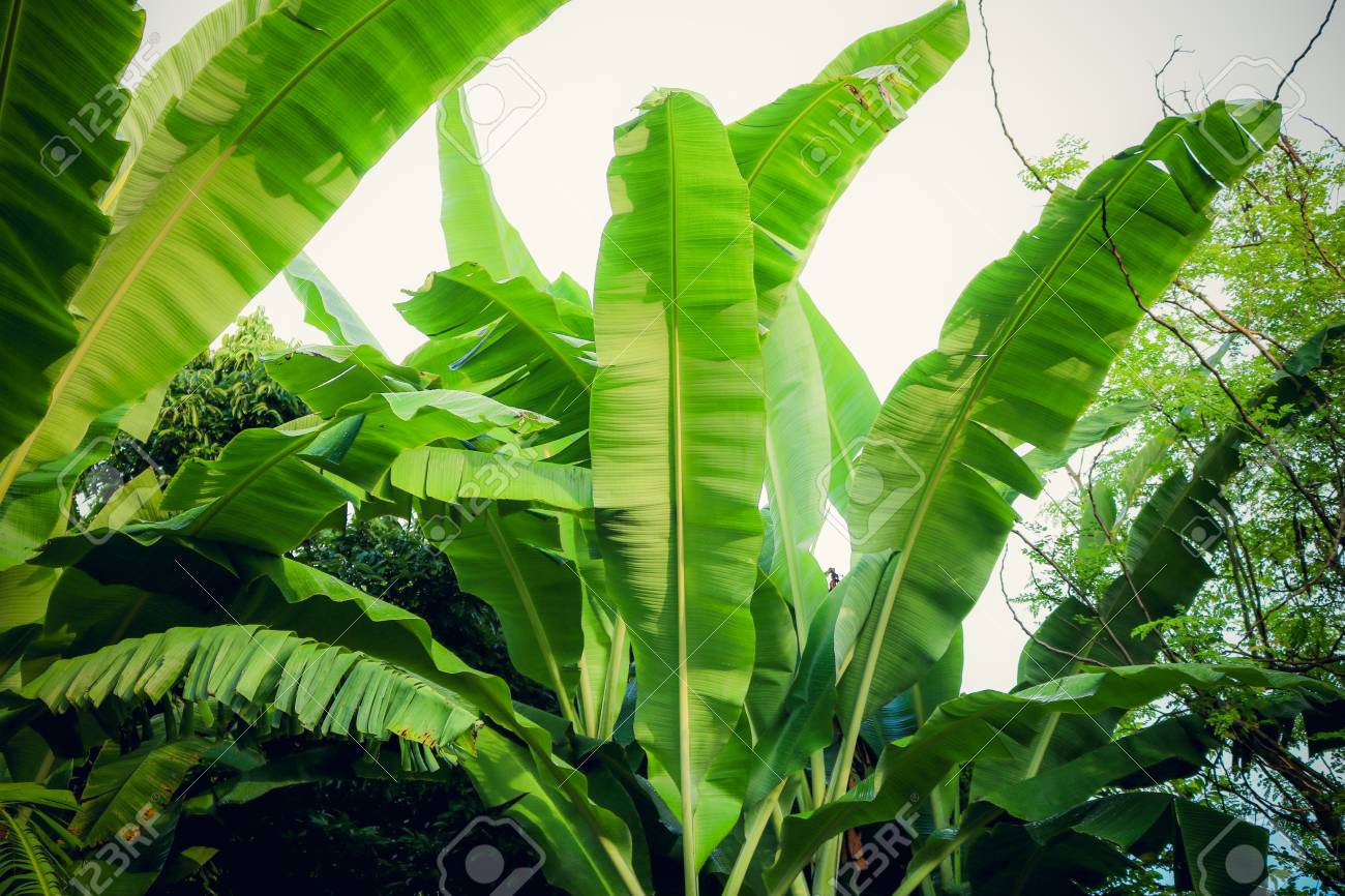 Green Banana Plant With Large Leaves Stock Photo Picture And Royalty Free Image Image Green Banana Plant With Large Leaves Stock Photo Picture And Royalty Free Image Image