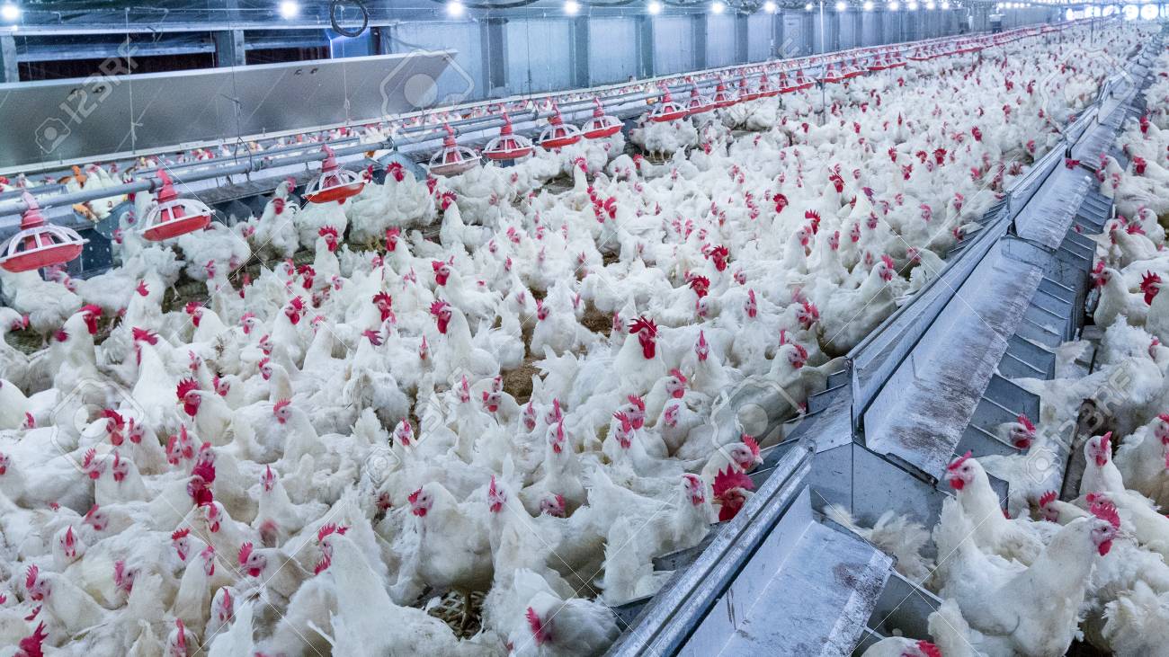 Poultry Farm With Broiler Breeder Chicken. Husbandry, Housing Business For  The Purpose Of Farming Meat, White Chicken Farm Feed In Indoor Housing.  Live Chicken For Meat, Egg Production Inside Storage Stock Photo,
