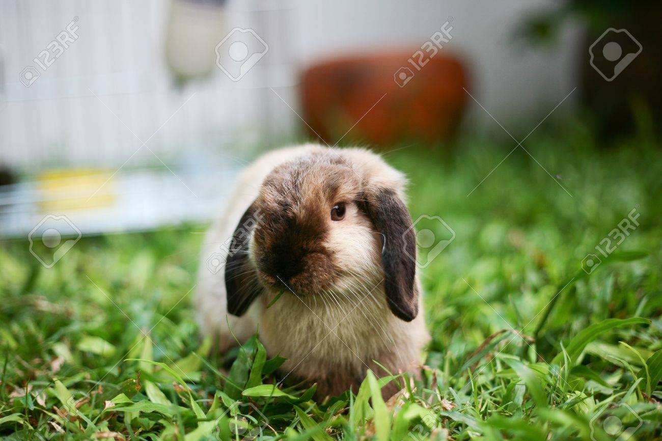 ウサギ ホーラン ドロップ シャム色 の写真素材 画像素材 Image