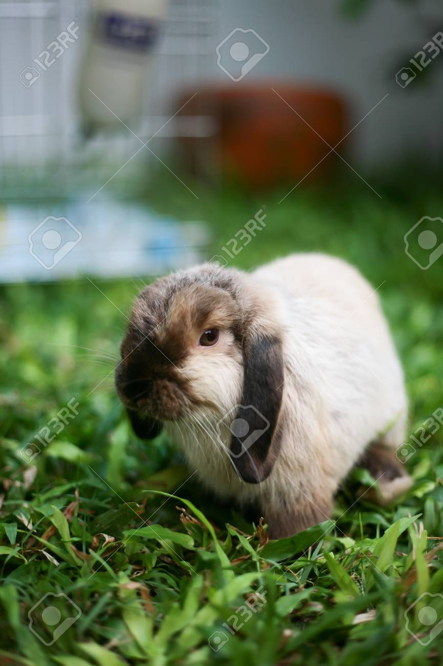 ウサギ ホーラン ドロップ シャム色 の写真素材 画像素材 Image