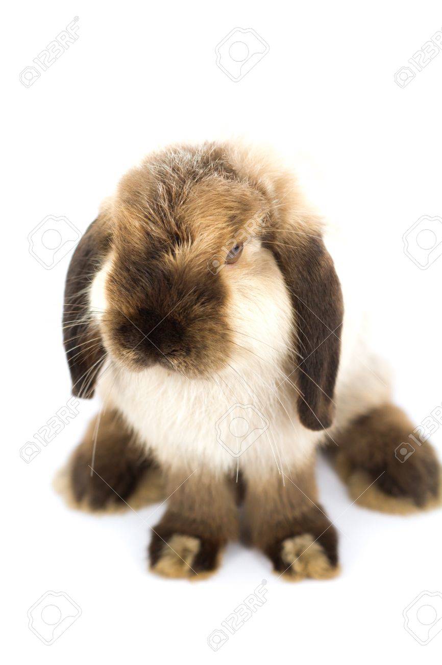 ウサギ ホーラン ドロップ シャム色 の写真素材 画像素材 Image