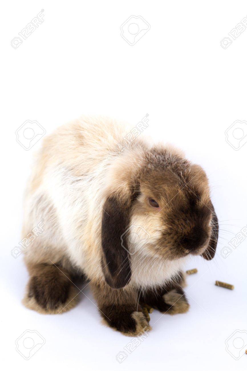 ウサギ ホーラン ドロップ シャム色 の写真素材 画像素材 Image