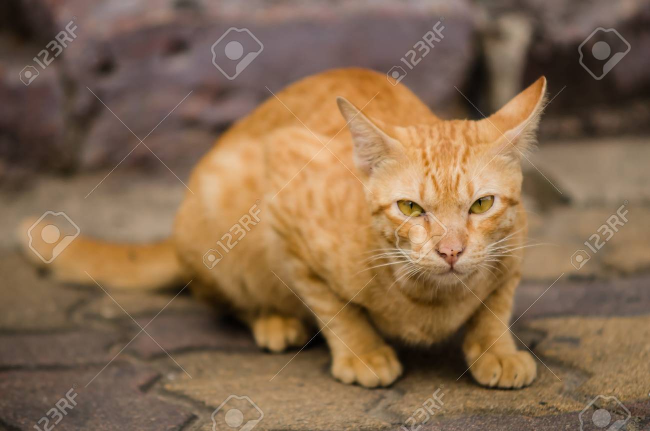 etiam-dictum-ipsum-a-felis