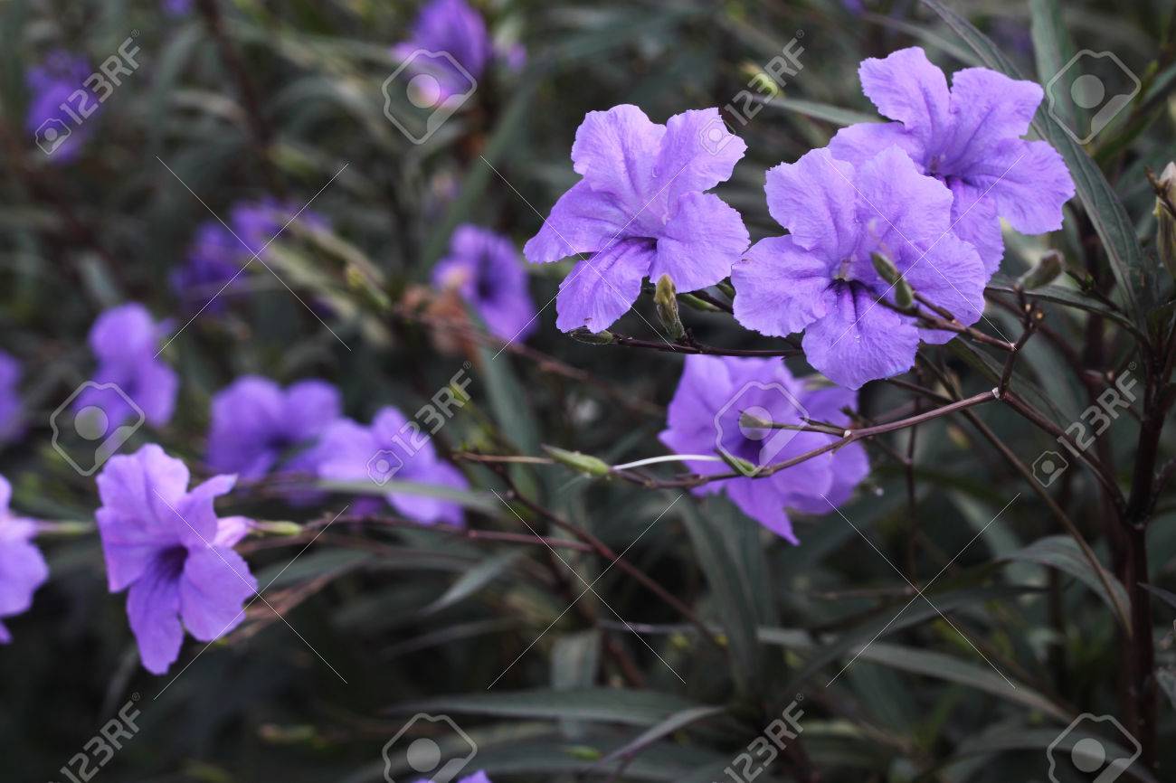 Flores Violeta Arbustos En El Parque Público Fotos, Retratos, Imágenes Y Fotografía De Archivo Libres De Derecho. Image 49941691. Flores Violeta Arbustos En El Parque Público Fotos, Retratos, Imágenes Y Fotografía De Archivo Libres De Derecho. Image 49941691.