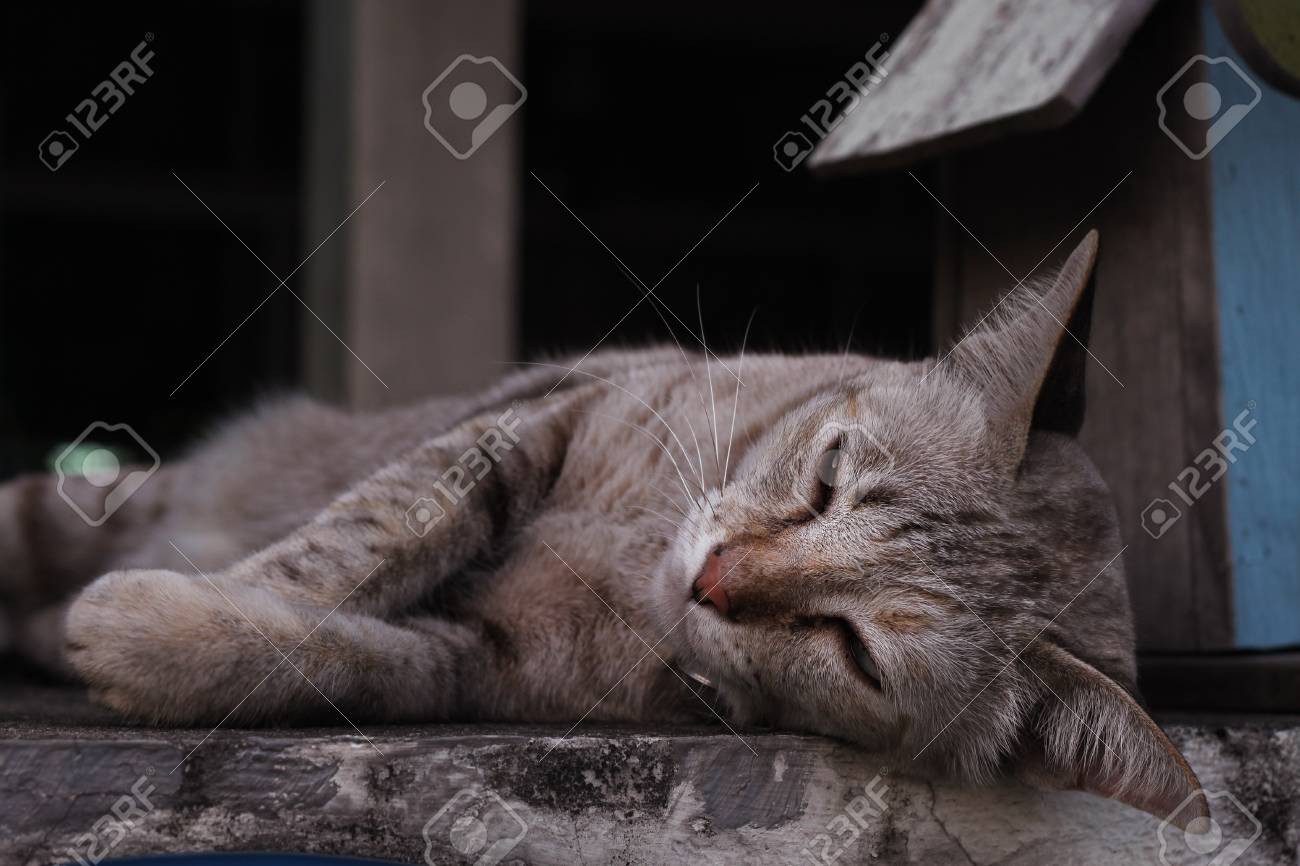 etiam-dictum-ipsum-a-felis