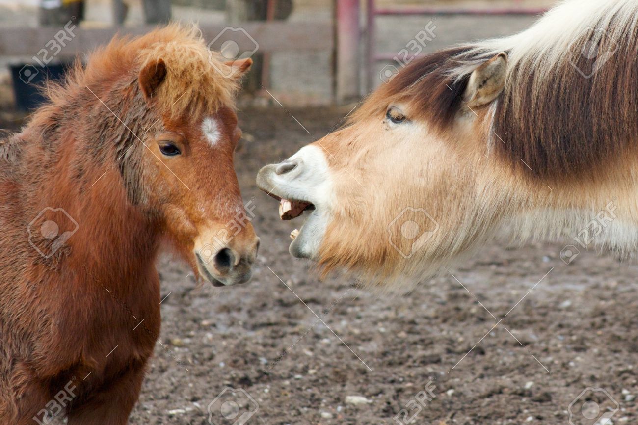 Funny horse talking to a small pony with big teeth and lips - 15445015 Funny horse talking to a small pony with big teeth and lips - 15445015