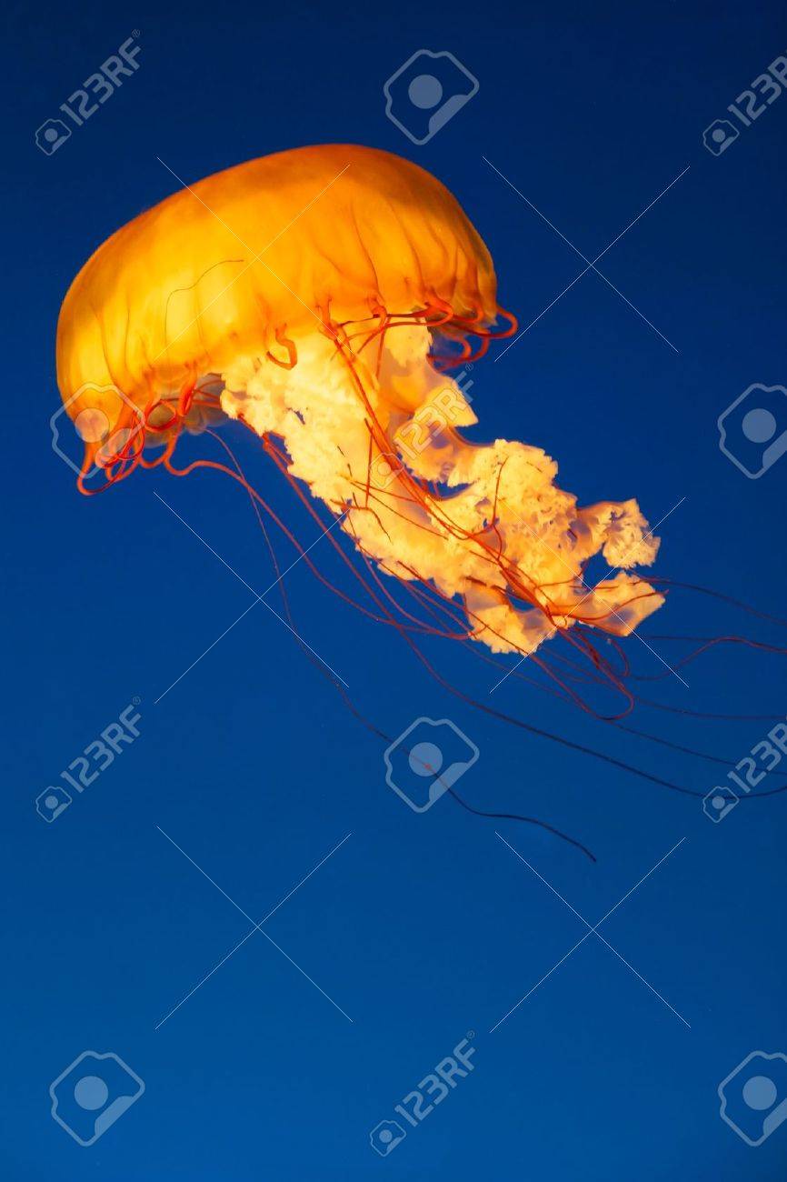 Colorful and glowing sea nettle jellyfish swimming in the dep blue sea - 16603553 Colorful and glowing sea nettle jellyfish swimming in the dep blue sea - 16603553