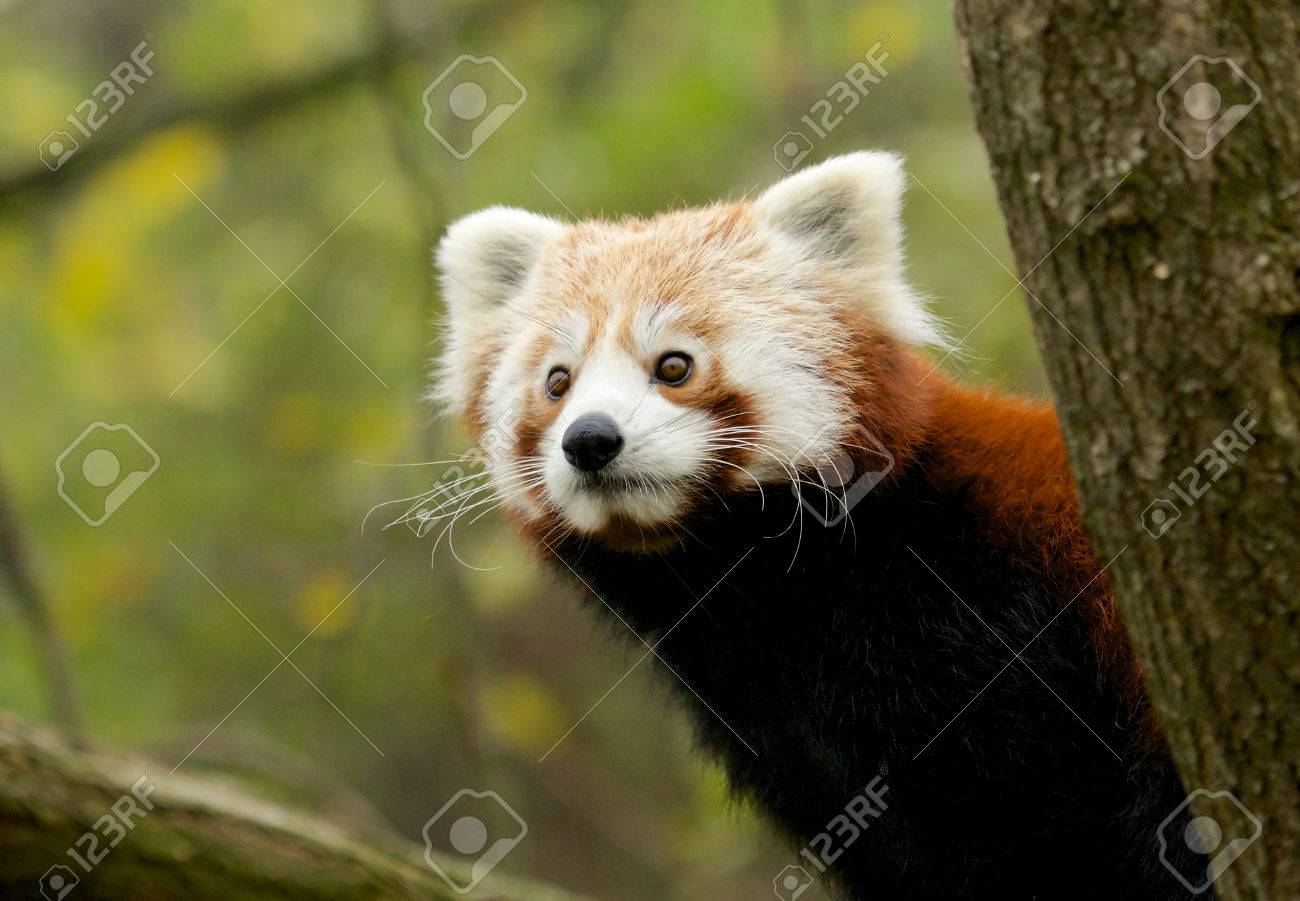 Portrait of a cute Red Panda, an endangered species from the Himalayas - 27412205 Portrait of a cute Red Panda, an endangered species from the Himalayas - 27412205