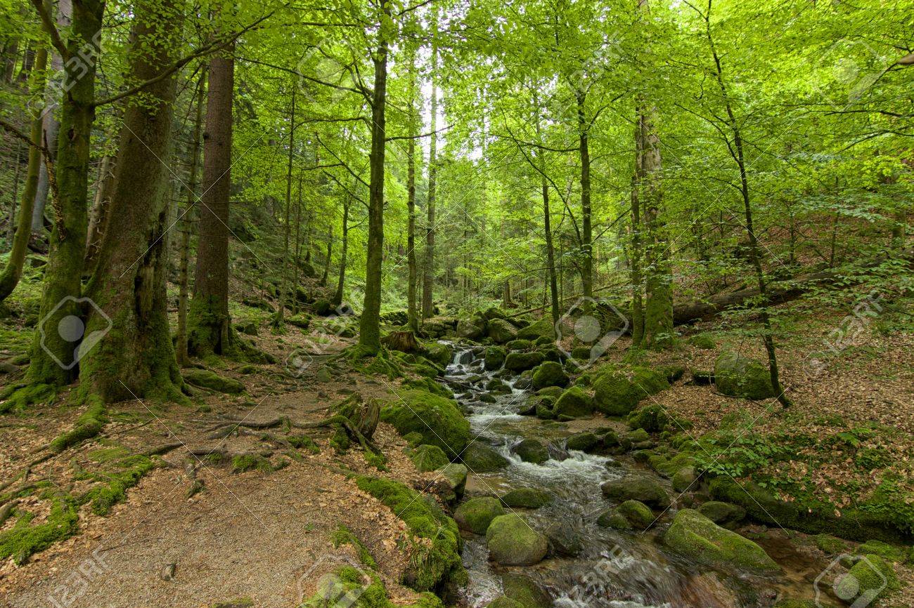 the black forest trail