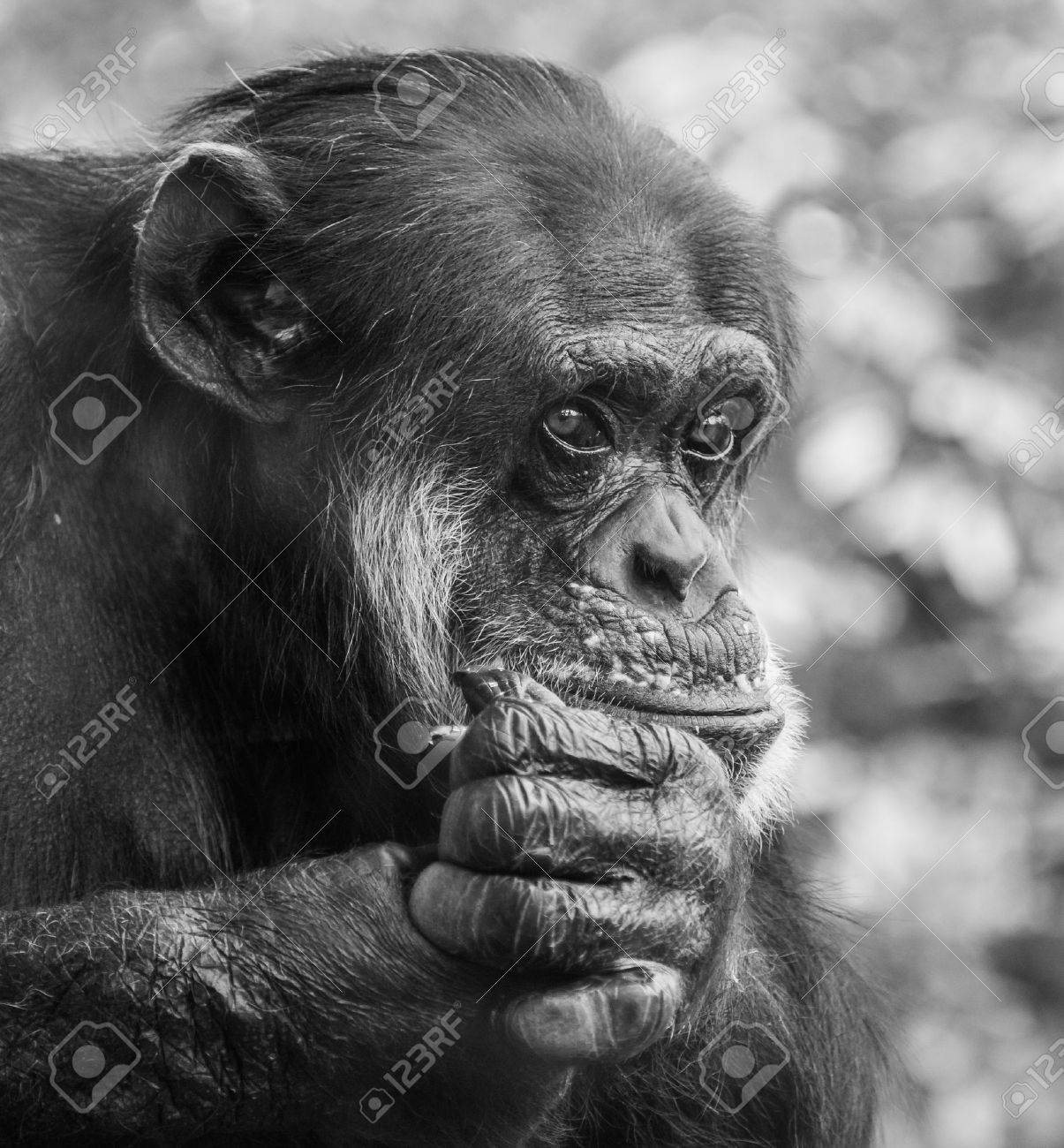捕われの身 彼の人生について考えることで ツリーの上に座って悲しいチンパンジーの肖像画 の写真素材 画像素材 Image