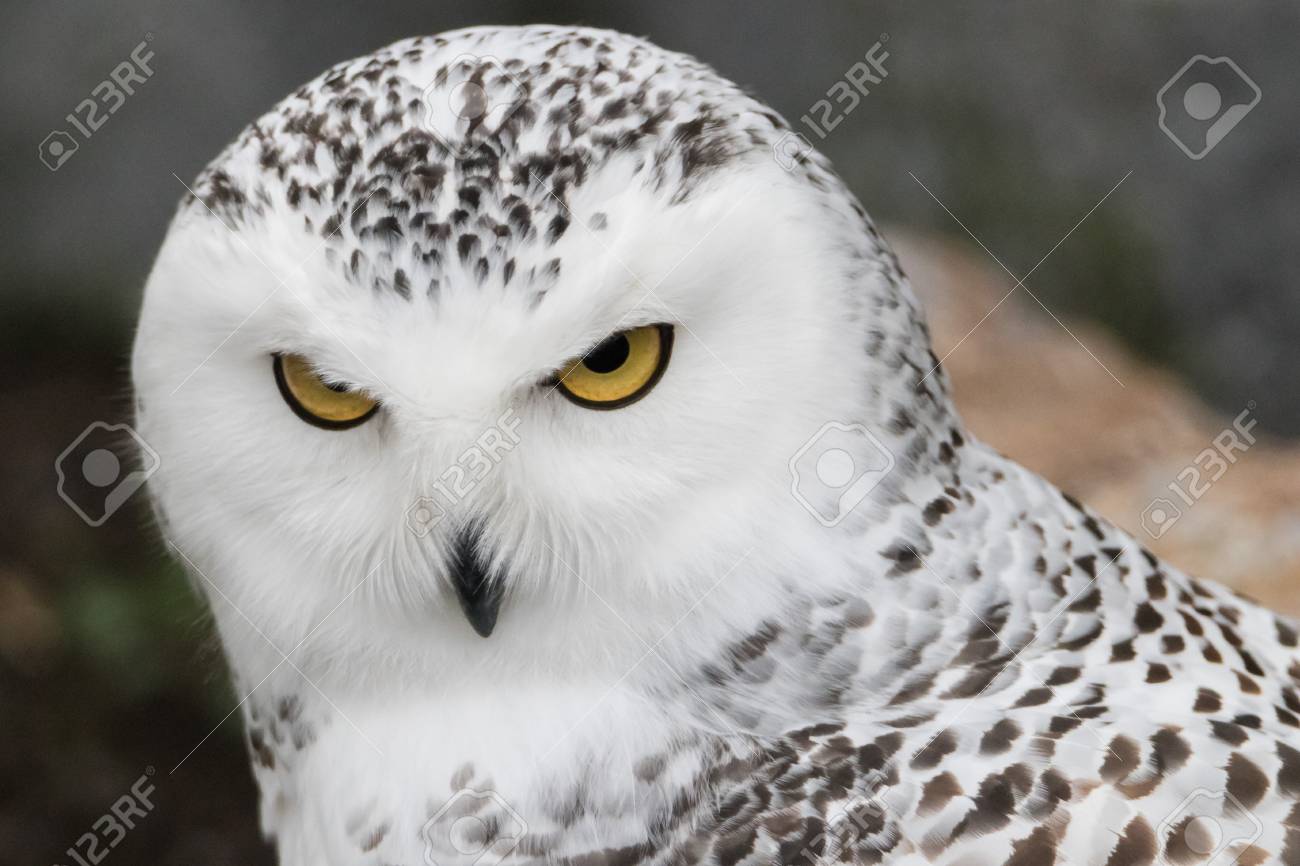 Closeup Portrait Of A Snowy Owl Grimly Looking Out For Prey Stock