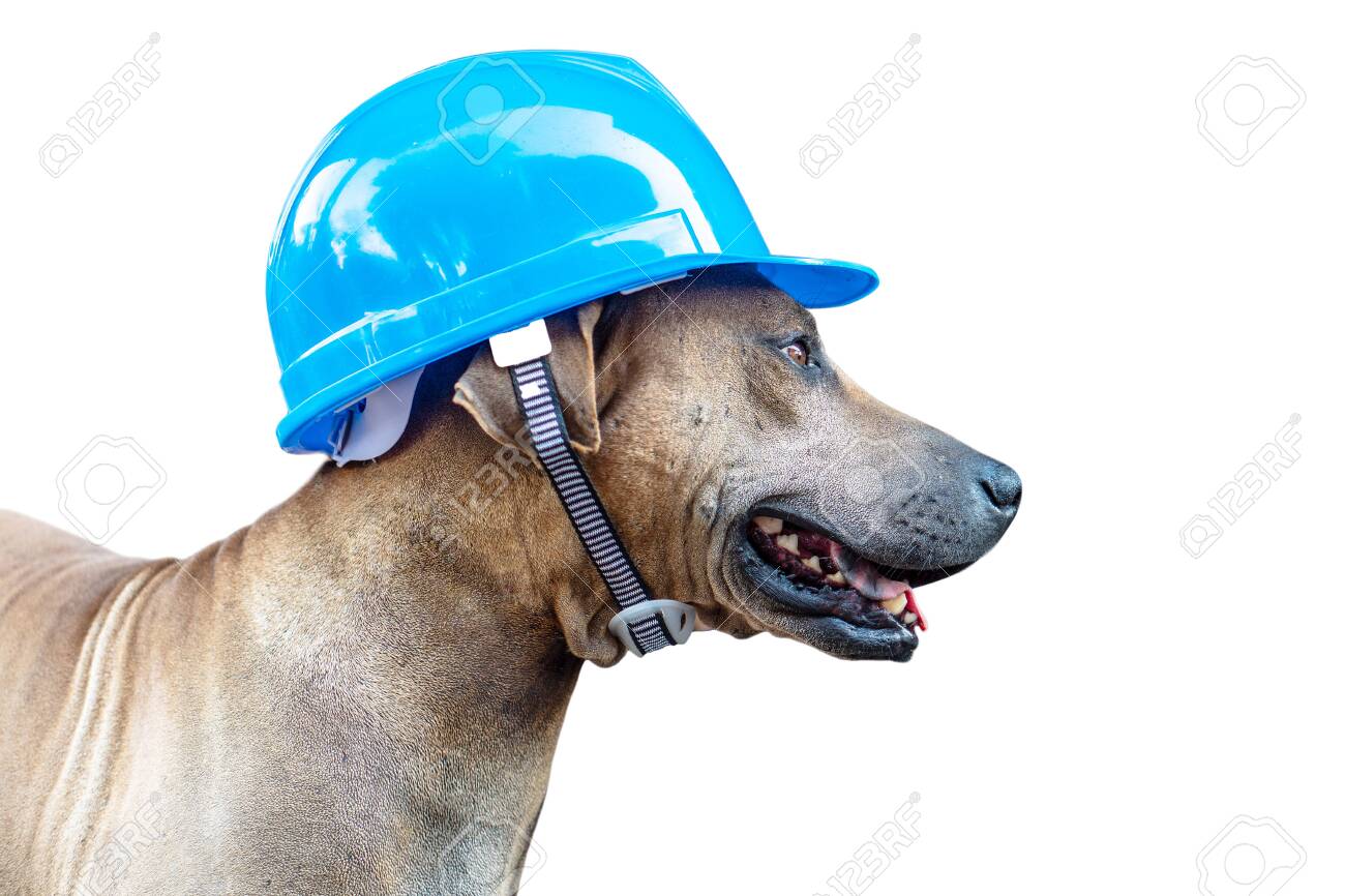 construction hard hat for dogs