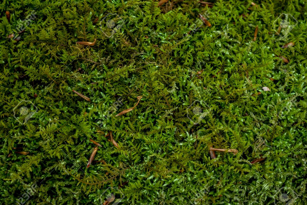Green Moss Texture Background Stock Photo Picture And Royalty Free Image Image 77011327