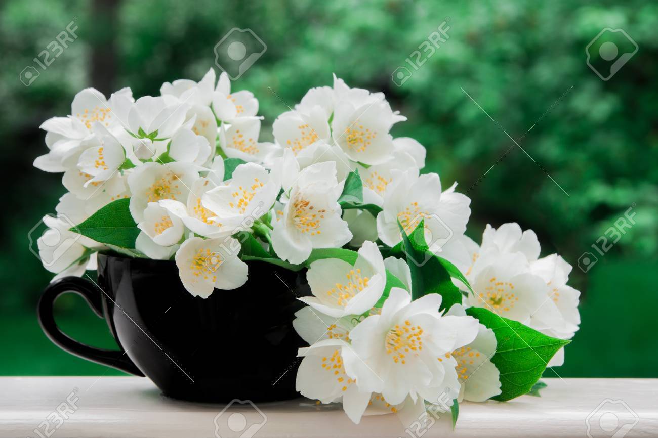 jasmine flowers in a black cup stock photo picture and royalty free