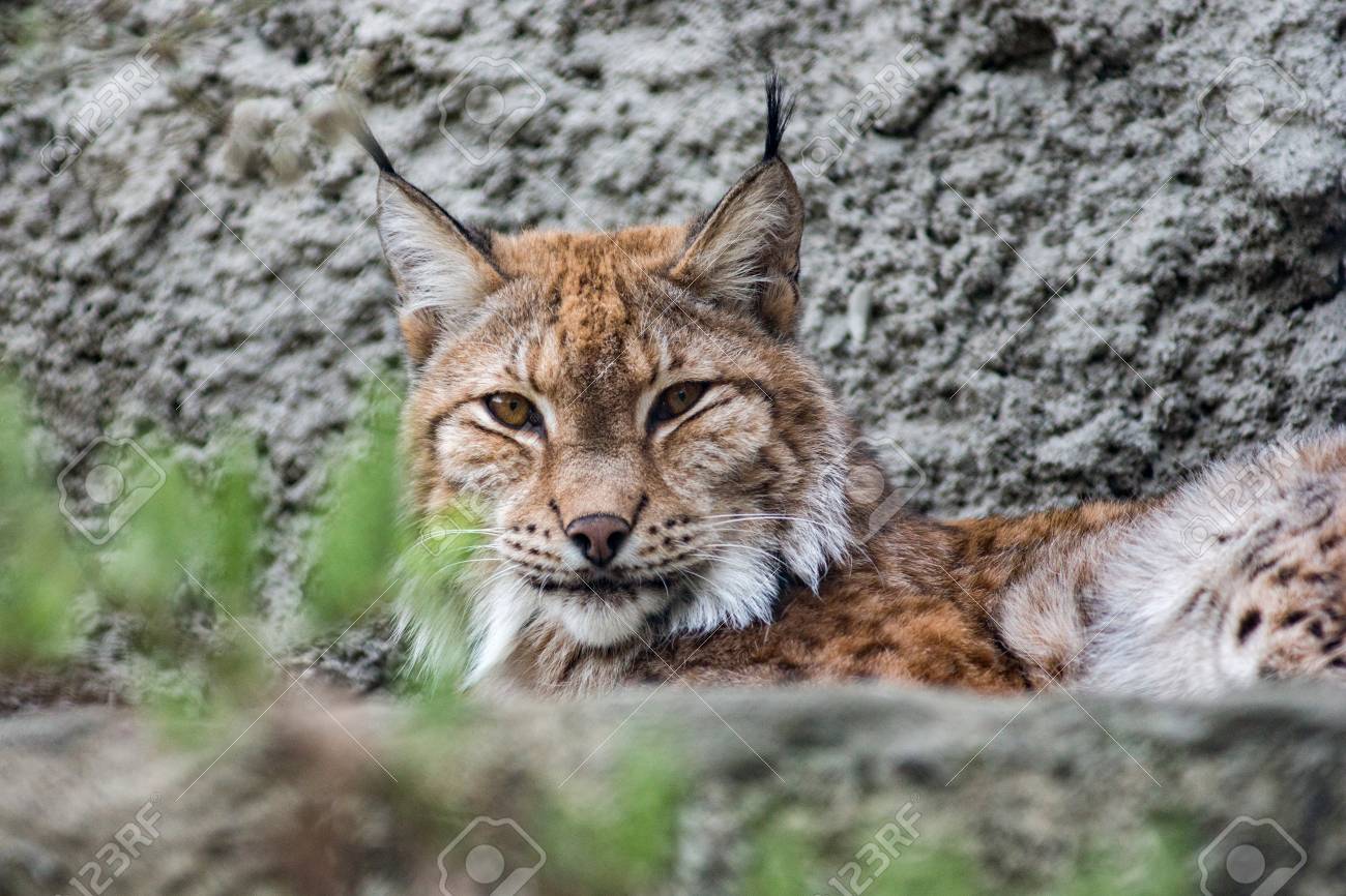 etiam-dictum-ipsum-a-felis