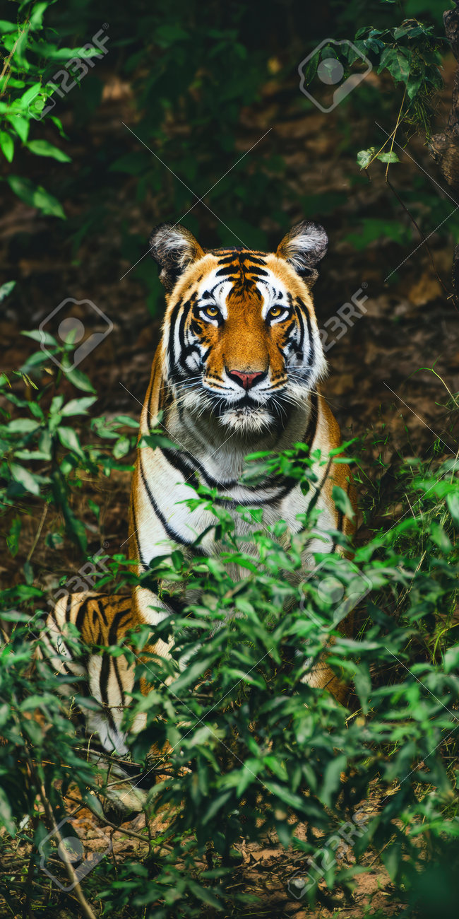 etiam-dictum-ipsum-a-felis