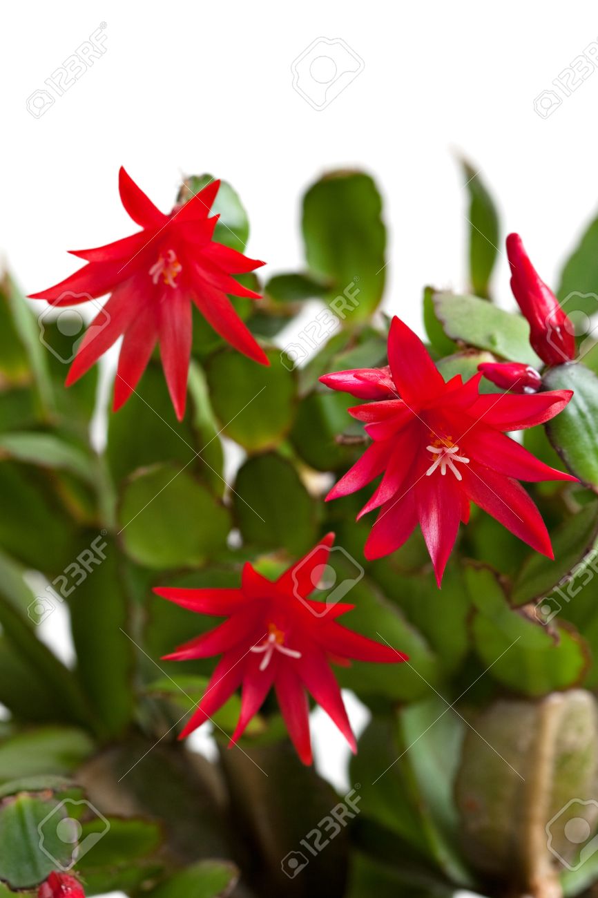 緑の葉の鮮やかな赤のクリスマス サボテン花 Shlumbergera の写真素材 画像素材 Image