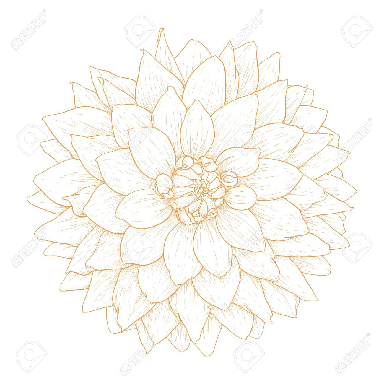 Dahlia Flower Isolated On White Background Royalty Free Cliparts Vectors And Stock Illustration Image Dahlia Flower Isolated On White Background Royalty Free Cliparts Vectors And Stock Illustration Image