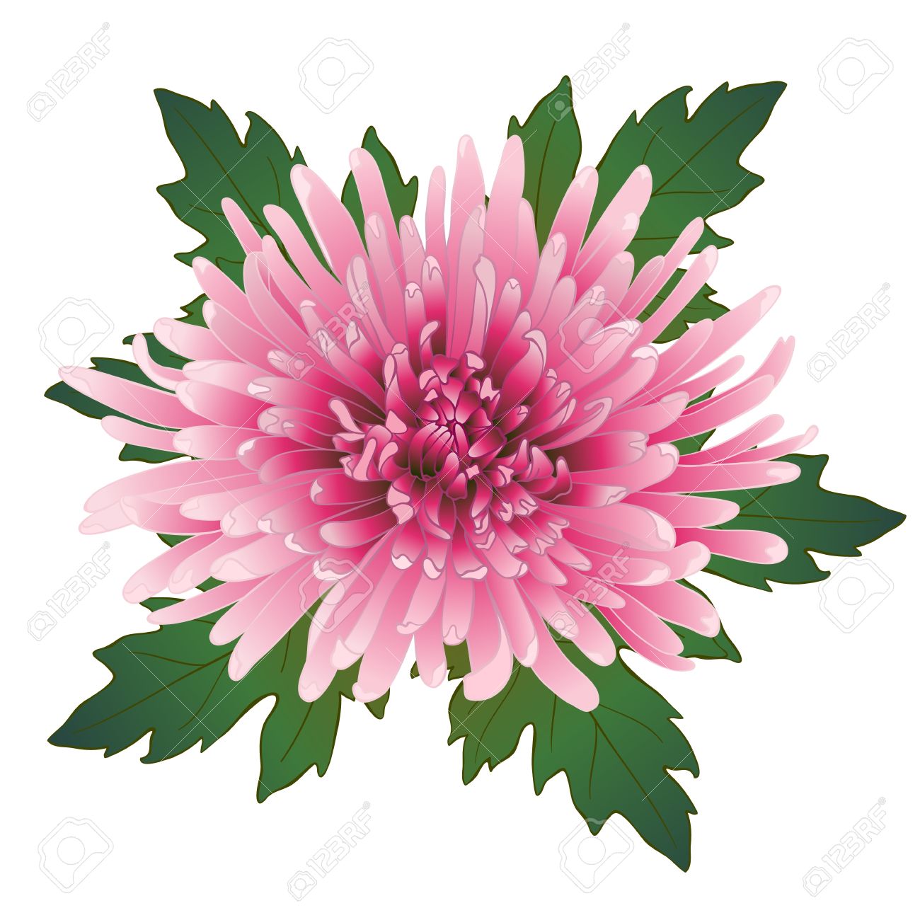 Vector Illustration With Pink Chrysanthemum Flower And Leaves Royalty Free Cliparts Vectors And Stock Illustration Image