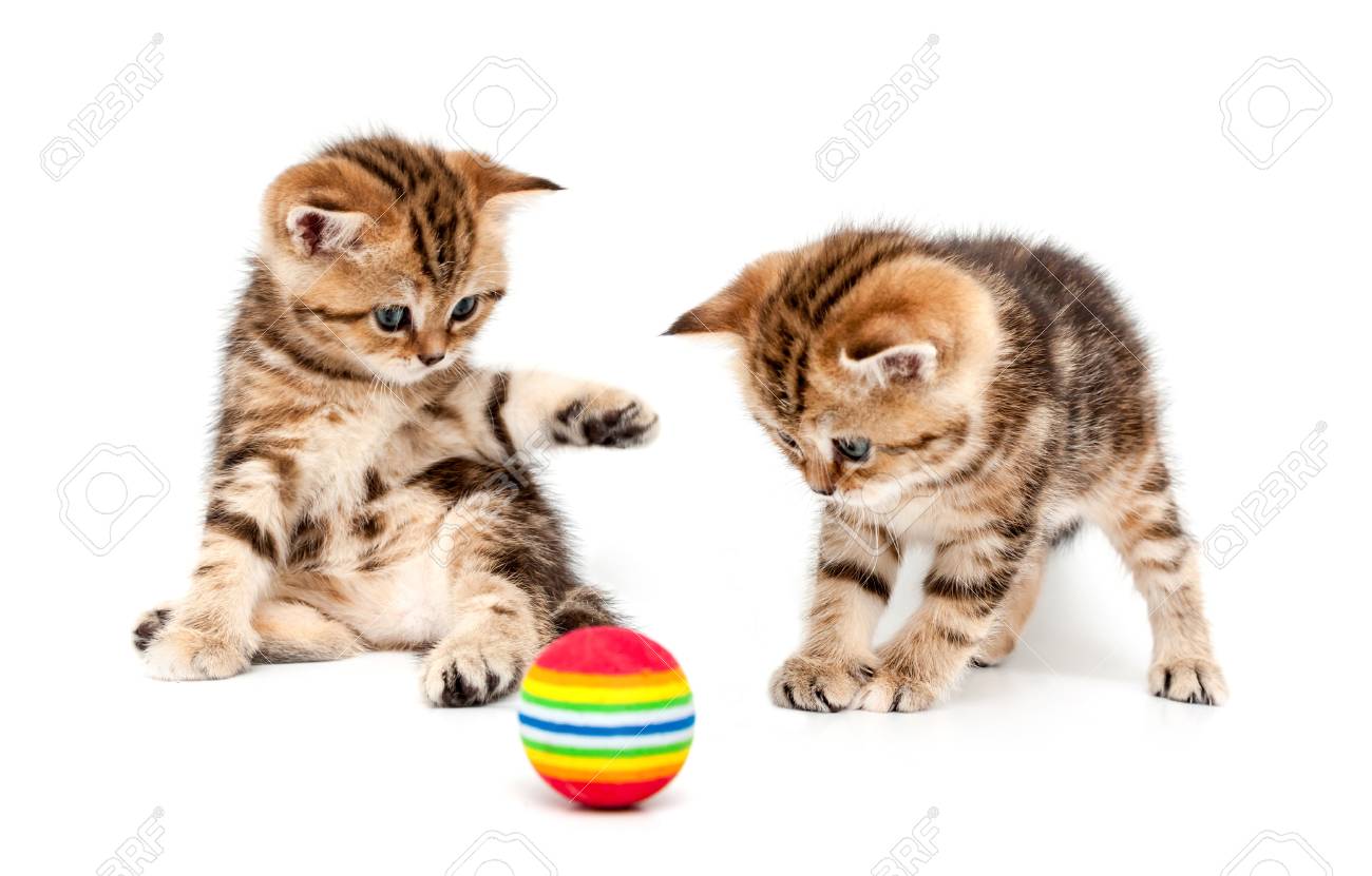 kitten playing with ball