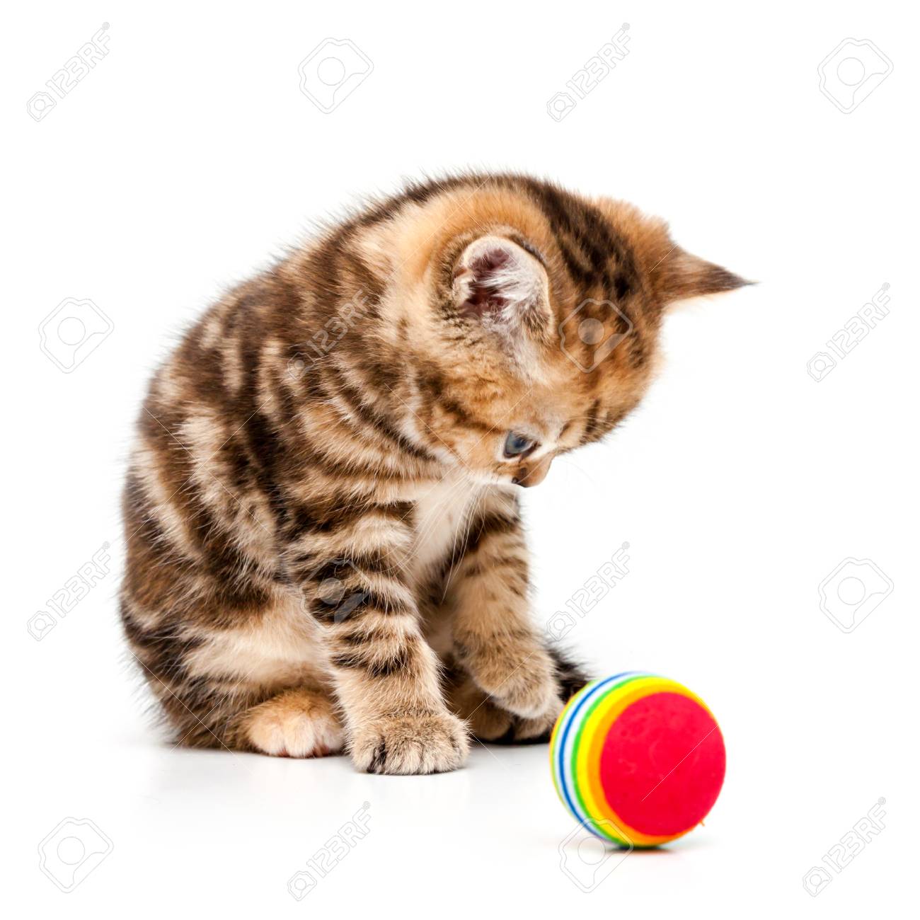 kitten playing with ball