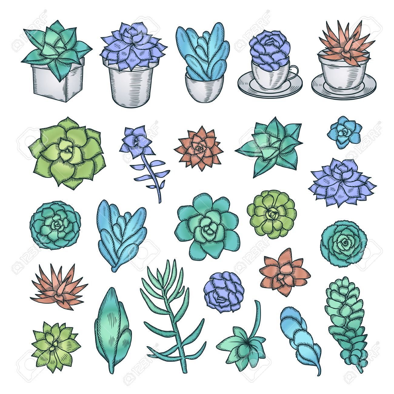 Hand Drawn Vector Set Of Succulents Pen Graphic Vintage Illustration Cute Trendy Design Elements For Decor Needs Royalty Free Svg Cliparts Vectors And Stock Illustration Image