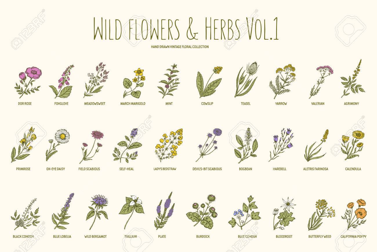 野生の花やハーブは手描きセットです 第 1 巻 植物学 ヴィンテージの花 彫刻のスタイルでベクトル イラスト のイラスト素材 ベクタ Image