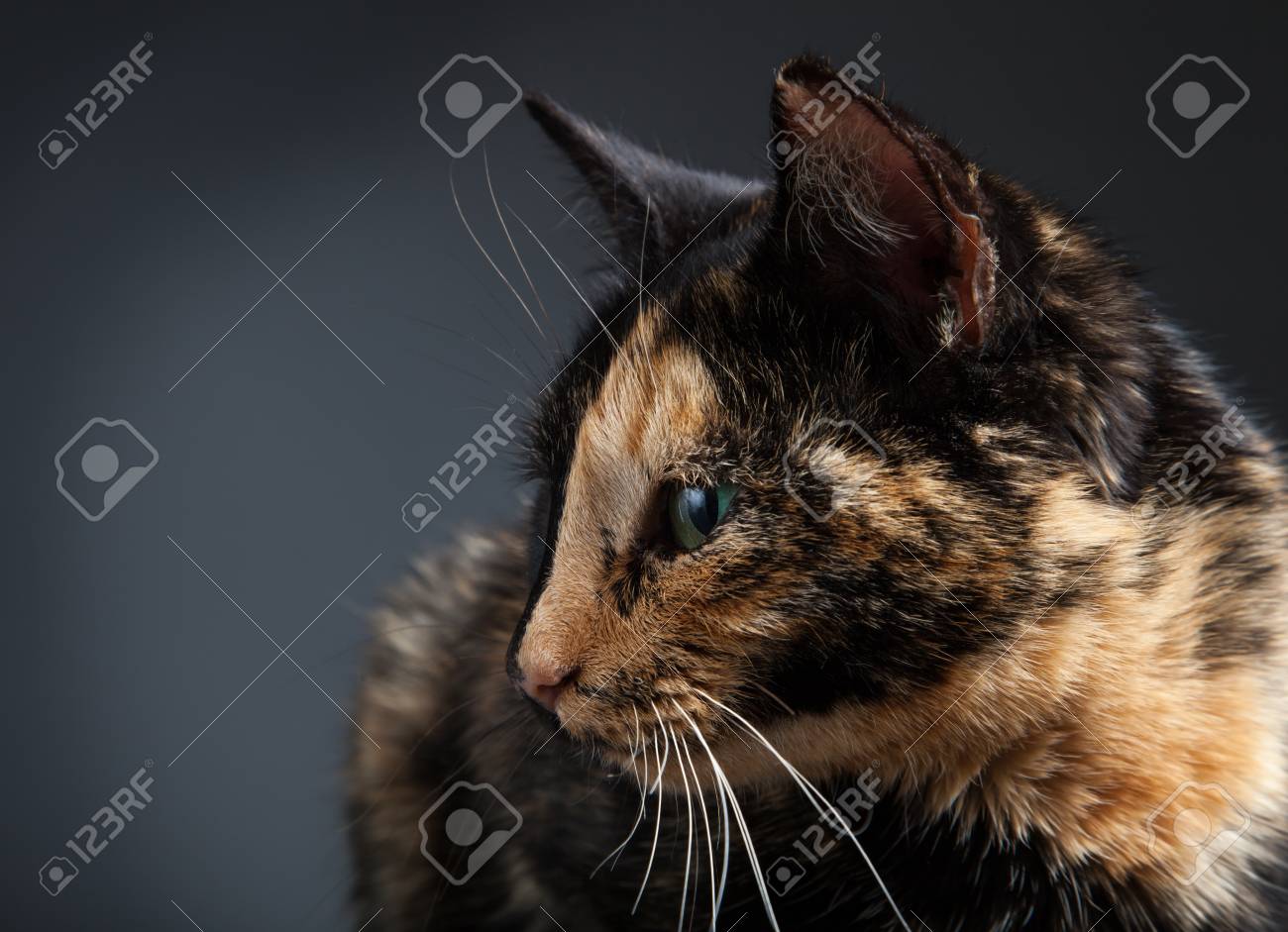 etiam-dictum-ipsum-a-felis
