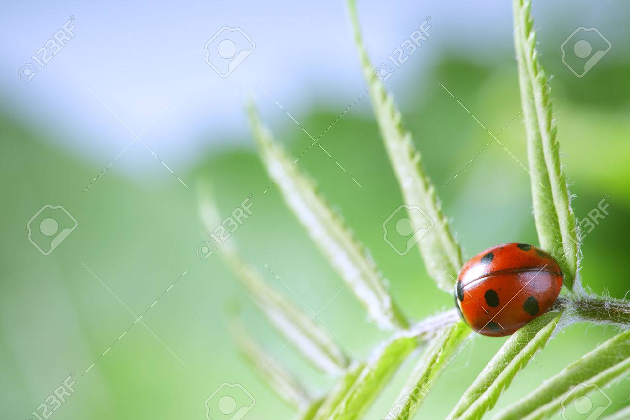 緑の葉に赤いてんとう虫テントウムシ ゾッと植物の茎の春の庭の夏 の写真素材 画像素材 Image