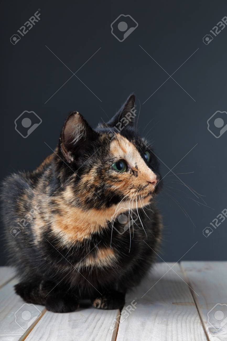 Chat De Tortue Sur Fond Gris Isole Banque D Images Et Photos Libres De Droits Image