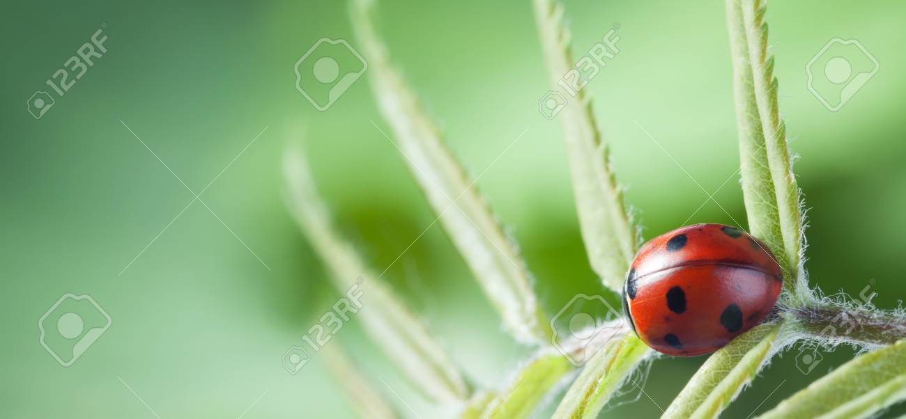 緑の葉に赤いてんとう虫テントウムシ ゾッと植物の茎の春の庭の夏 の写真素材 画像素材 Image