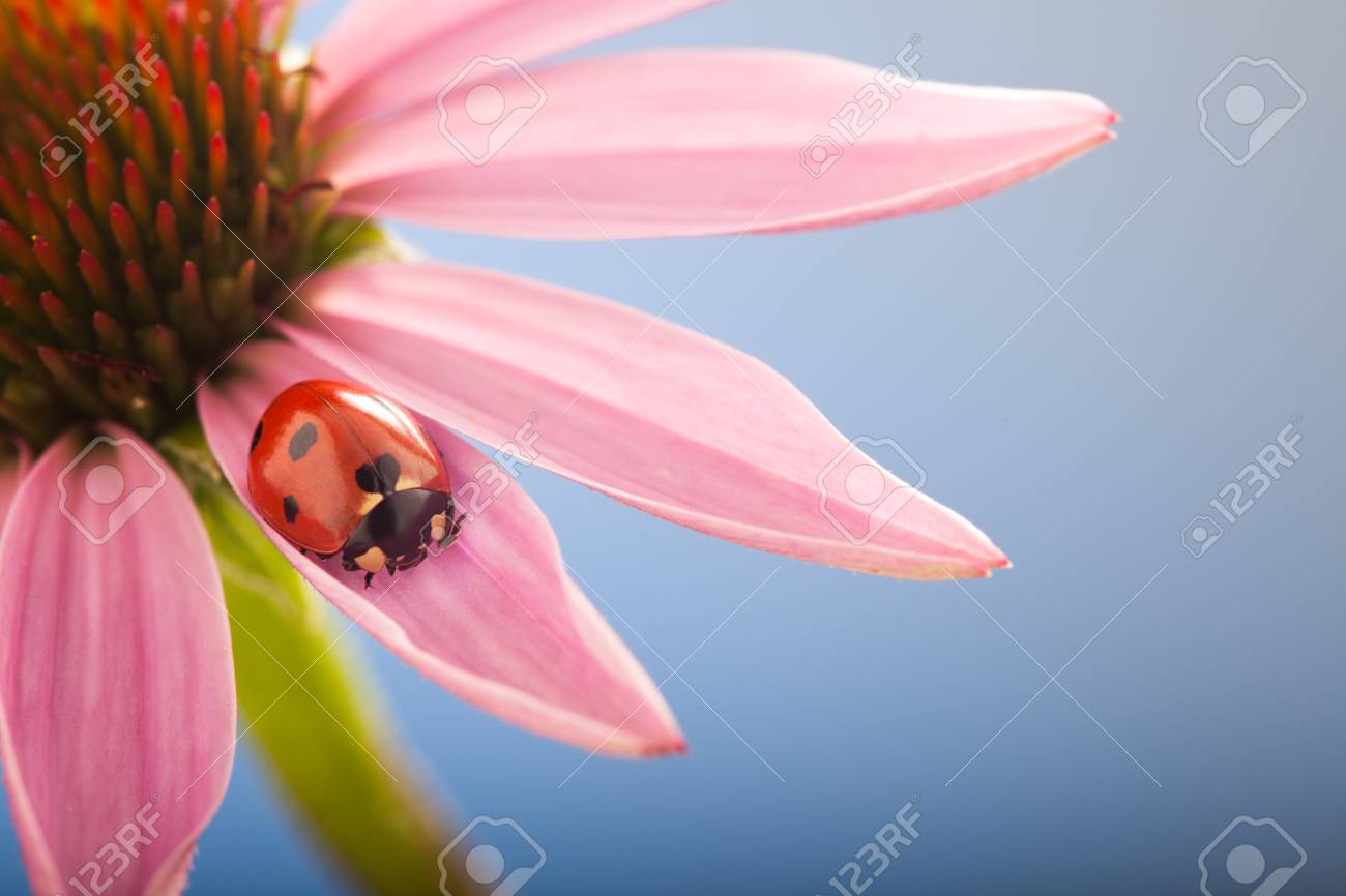 エキナセアの花に赤いてんとう虫テントウムシ ゾッと植物の茎の春の庭の夏 の写真素材 画像素材 Image