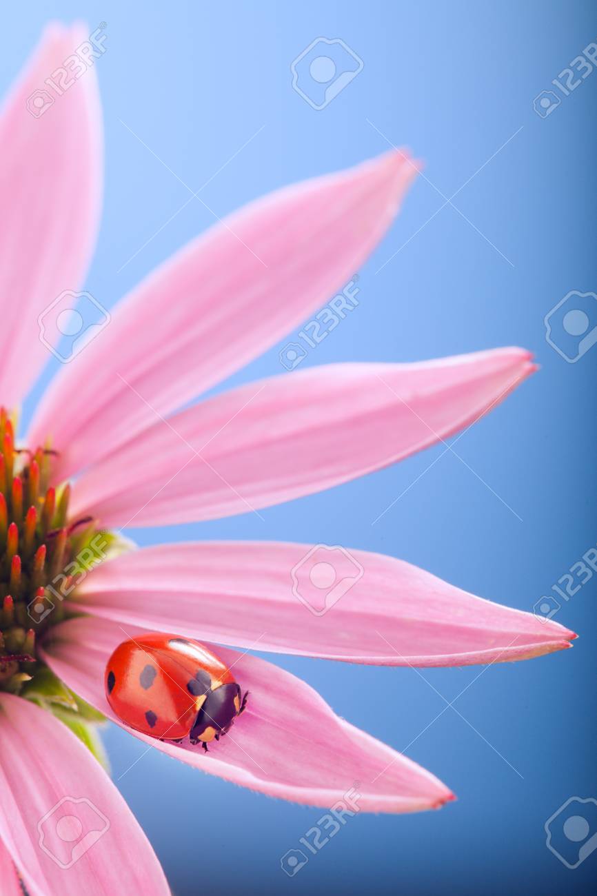 エキナセアの花に赤いてんとう虫テントウムシ ゾッと植物の茎の春の庭の夏 の写真素材 画像素材 Image