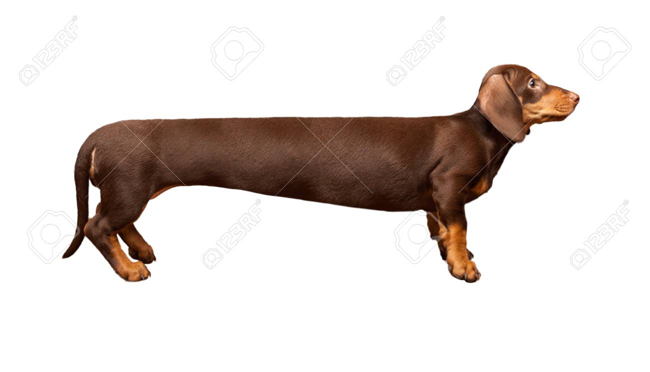 dachshund long