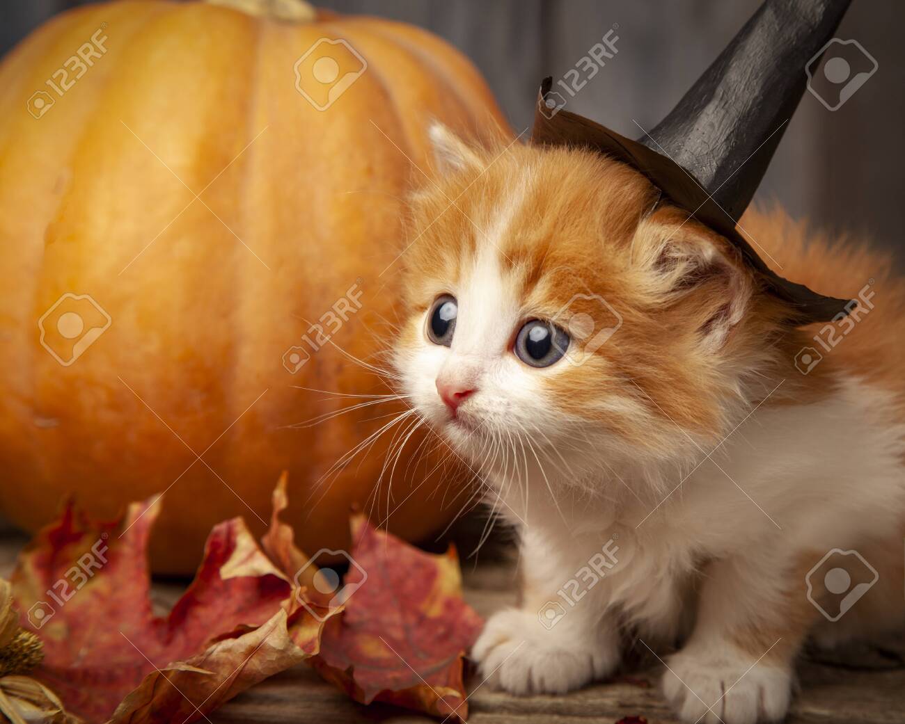 kitten pumpkin