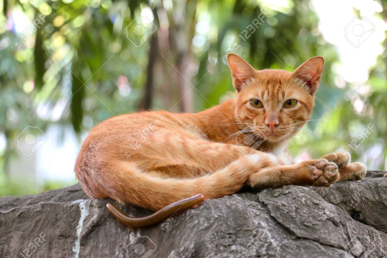 etiam-dictum-ipsum-a-felis