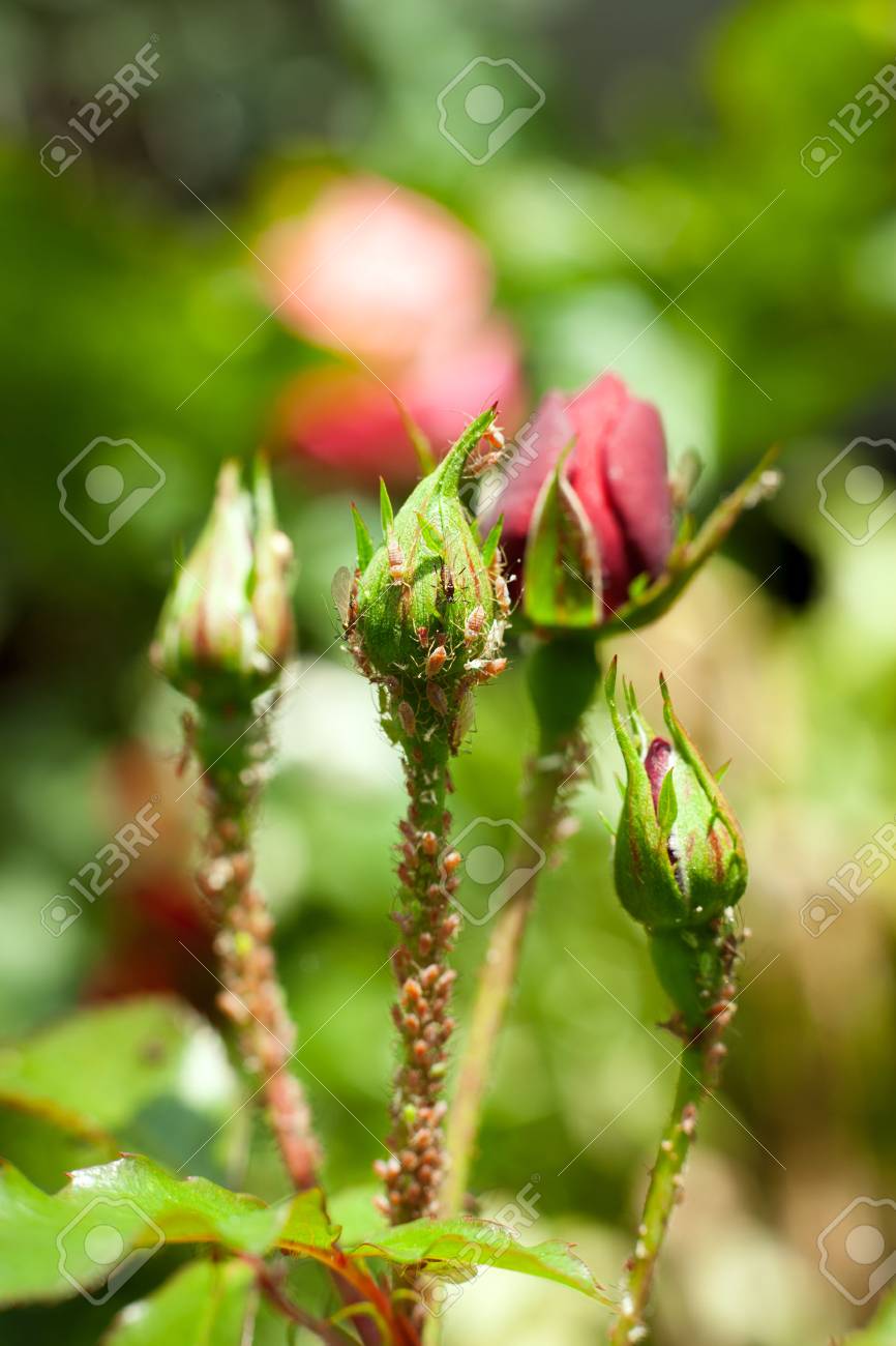 薔薇の蕾にアブラムシのコロニー の写真素材 画像素材 Image