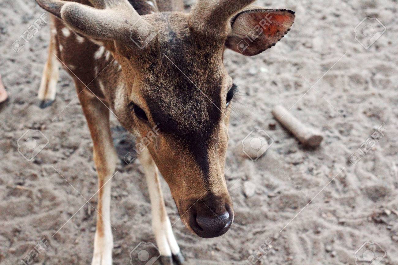 etiam-dictum-ipsum-a-felis