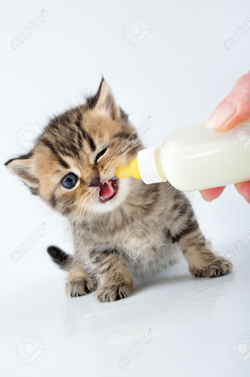 kitten milk feeder