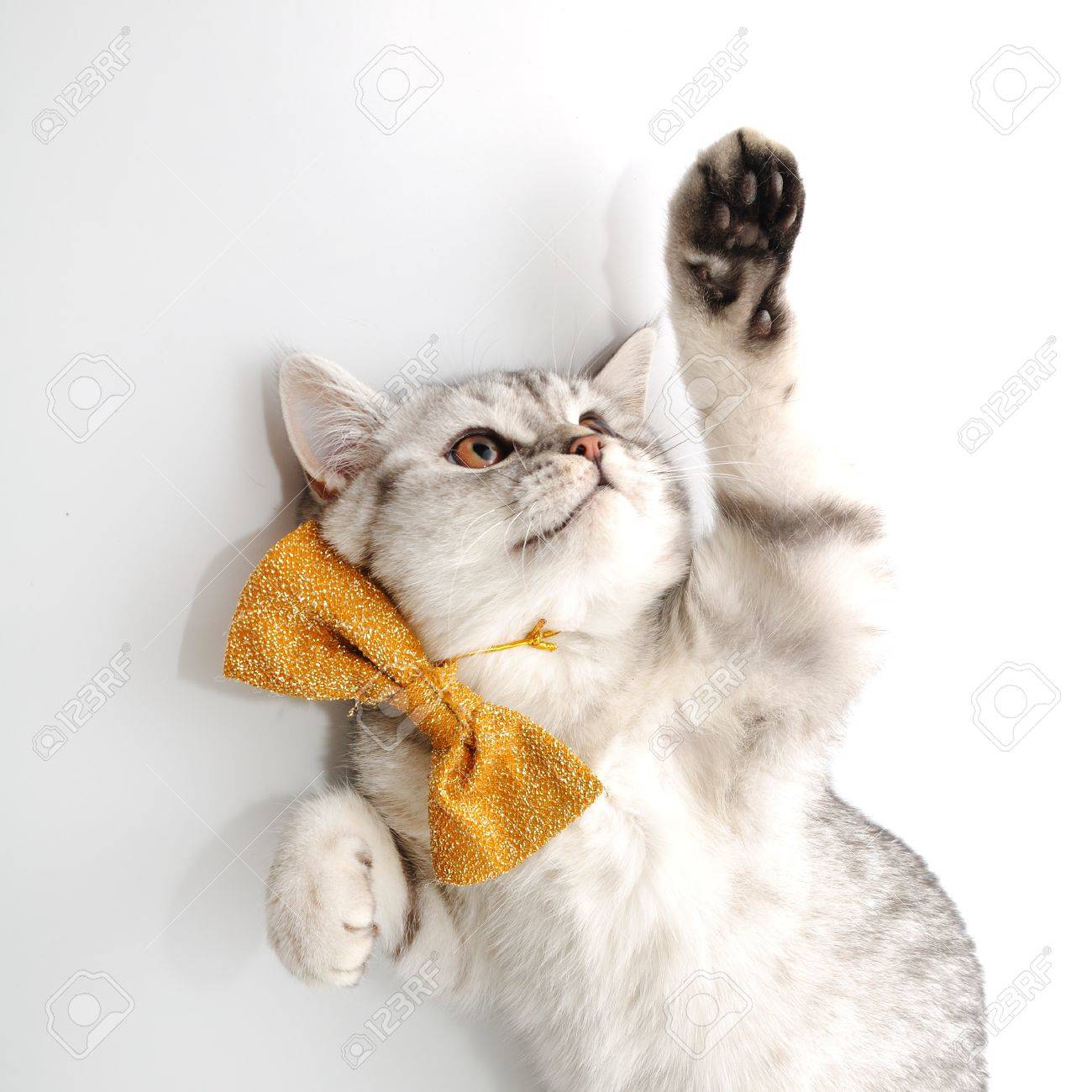 蝶ネクタイ遊んでかわいい若い生後 4 ヶ月の子猫猫 の写真素材 画像素材 Image 蝶ネクタイ遊んでかわいい若い生後 4 ヶ月の子猫猫 の写真素材 画像素材 Image