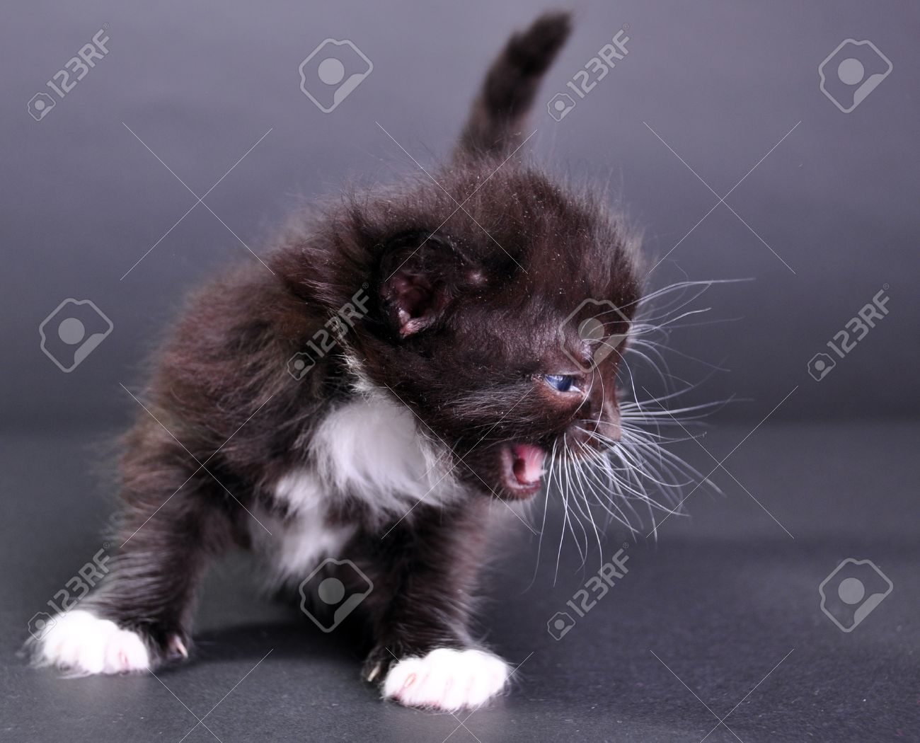 Kleine Schwarze Und Weisse Katze Mit Weissen Flaumigen Whisker Miauen Isoliert Auf Dunklem Hintergrund Studio Gedreht Lizenzfreie Fotos Bilder Und Stock Fotografie Image