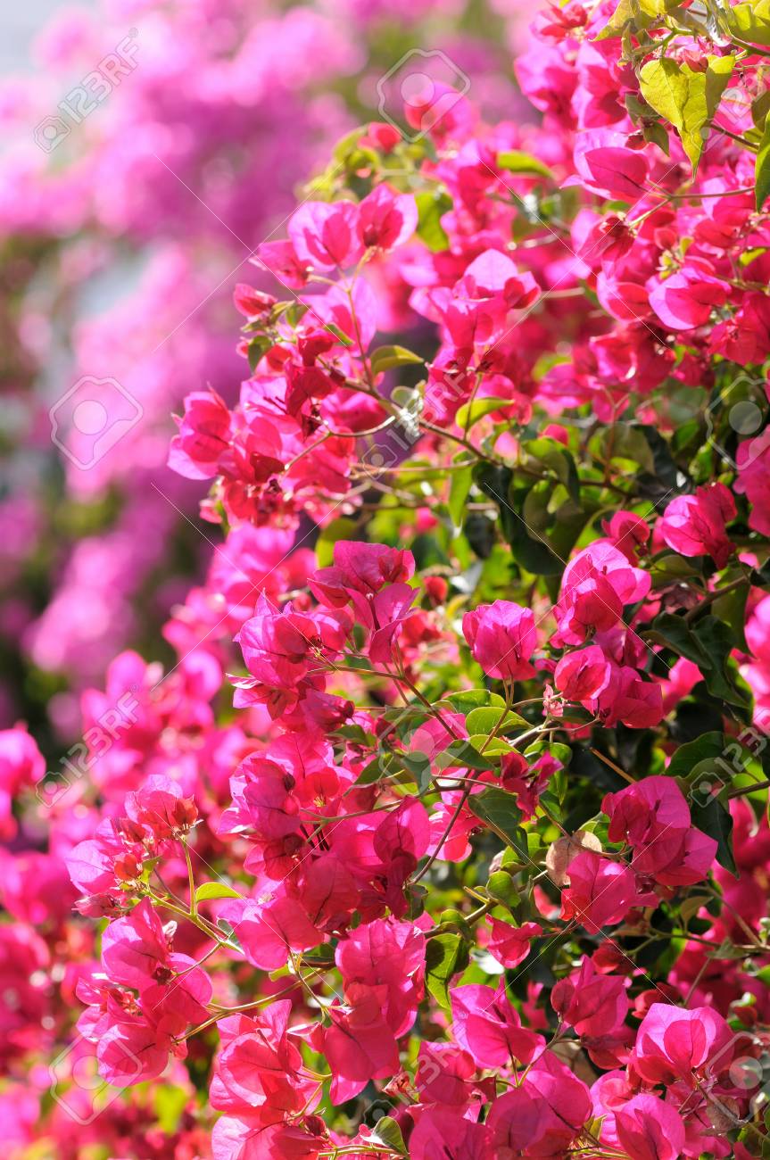 日光の下でブーゲンビリア ピンク花 の写真素材 画像素材 Image 日光の下でブーゲンビリア ピンク花 の写真素材 画像素材 Image