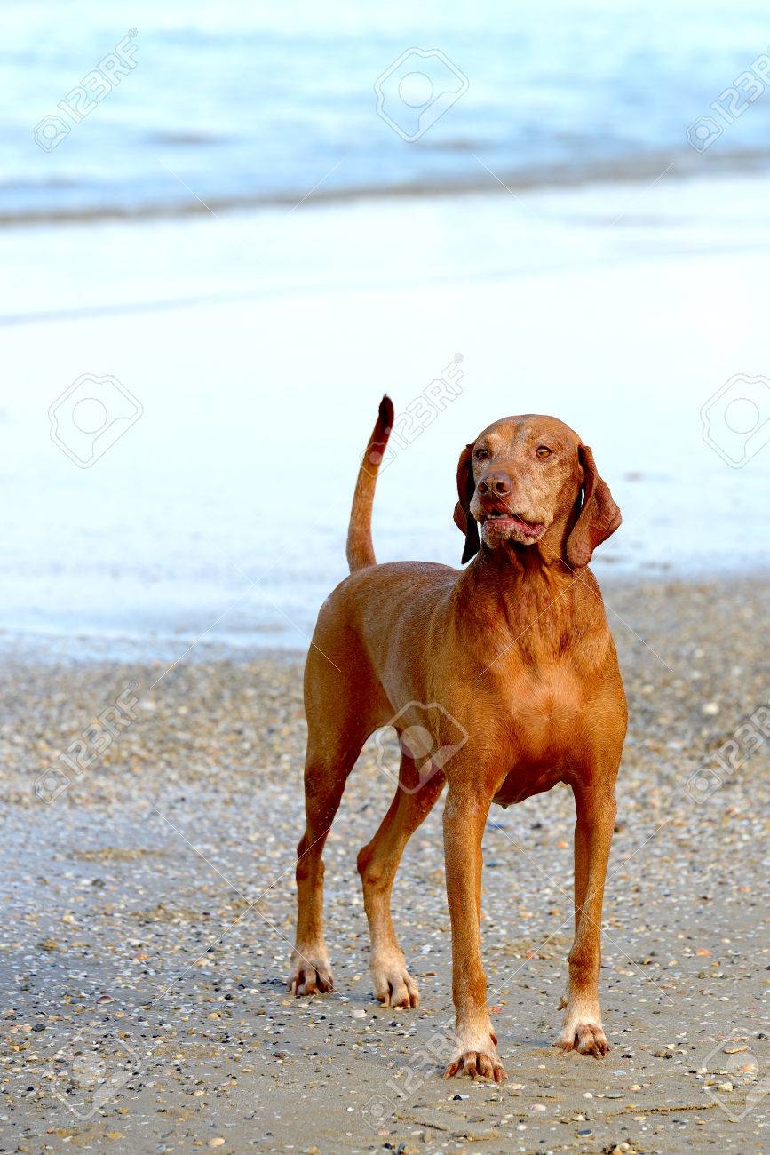 Hungarian Short Haired Pointing Dog On The Beach Hungarian Vizsla