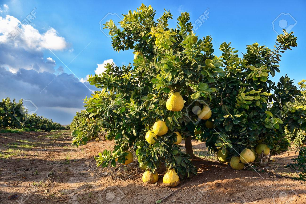 Káº¿t quáº£ hÃ¬nh áº£nh cho Pomelo tree