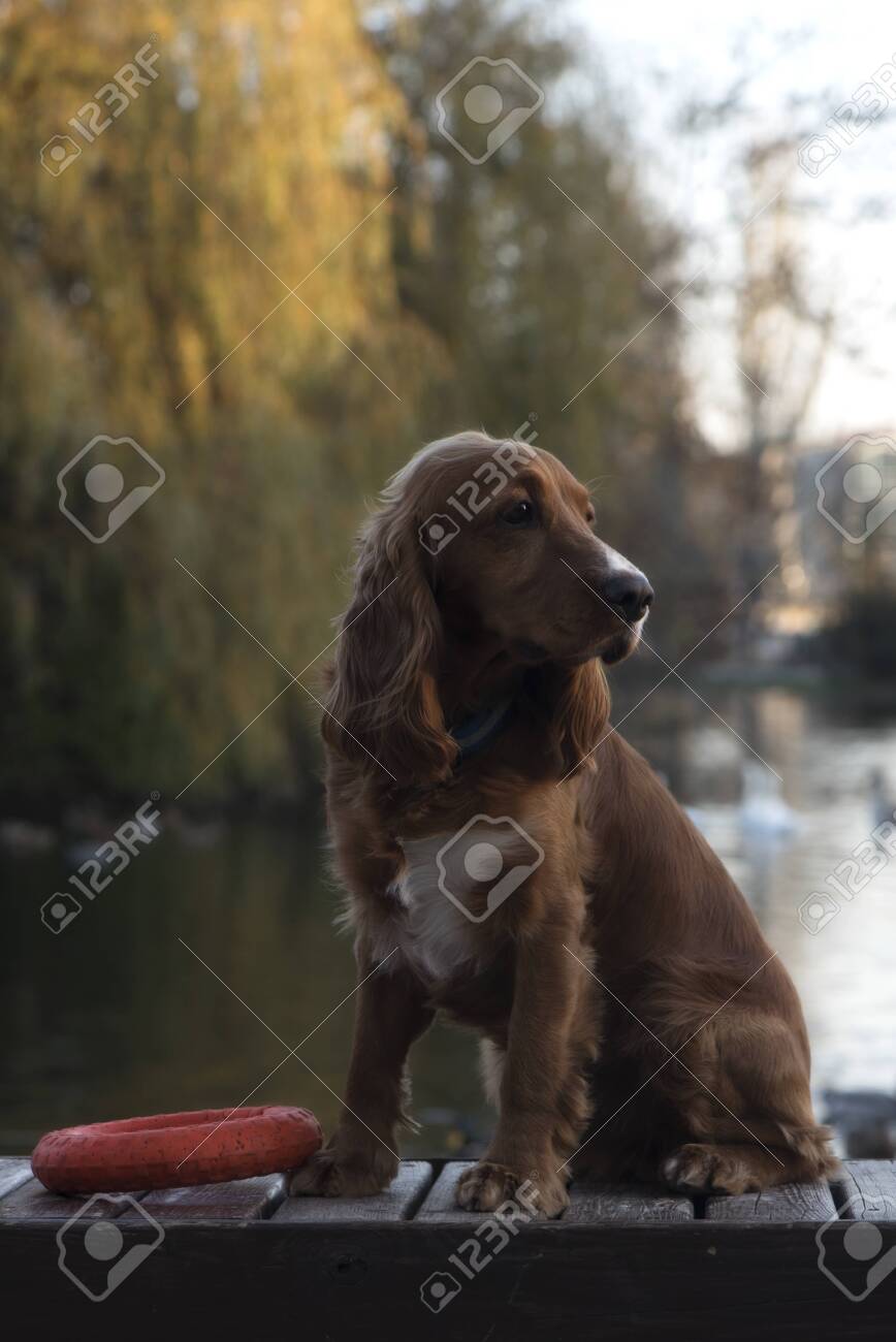 large cocker spaniel breed